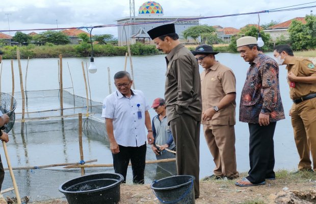 Foto : Fattah Jasin, Wakil Bupati Pamekasan saat panen ikan kerapu cantang.