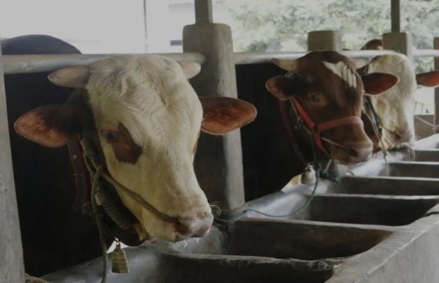 Foto : Sapi