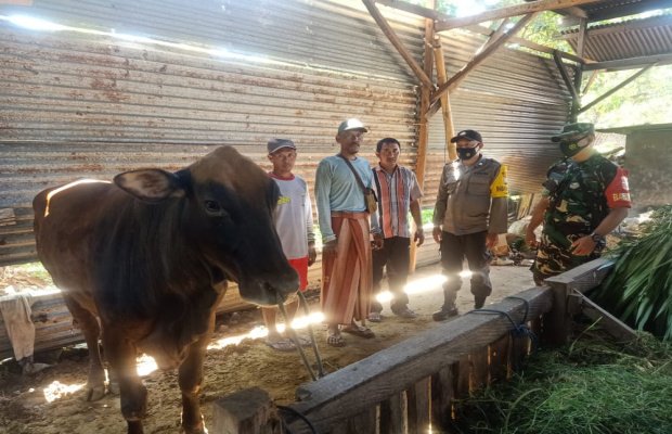 Foto : Babinsa Koramil 0826-05 Larangan, Pelda Hidayatullah bersama Babinkamtibmas Larangan mengecek kesehatan sapi peternak.