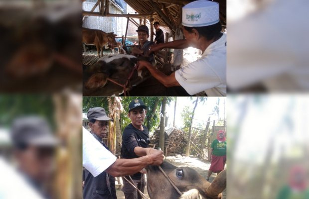 _Foto: Kades Bobby bersama masyarakat cek langsung kondisi sapi._