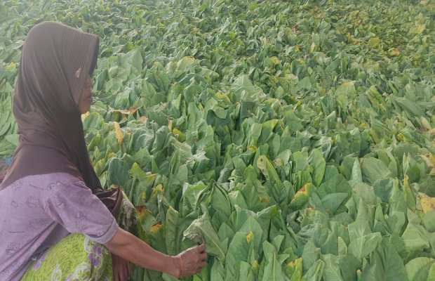 Foto: Petani