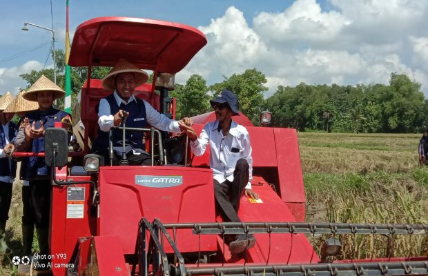 Foto: Bupati Sumenep Achmad Fauzi Ikut Melakukan Gerakan Panen Padi Nusantara di Desa Gunggung, Batuan, Sumenep