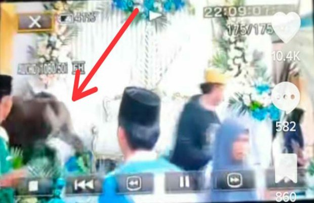 Foto : Pelaminan yang berada di Desa Pangongsean di geruduk sapi (tangkapan layar)