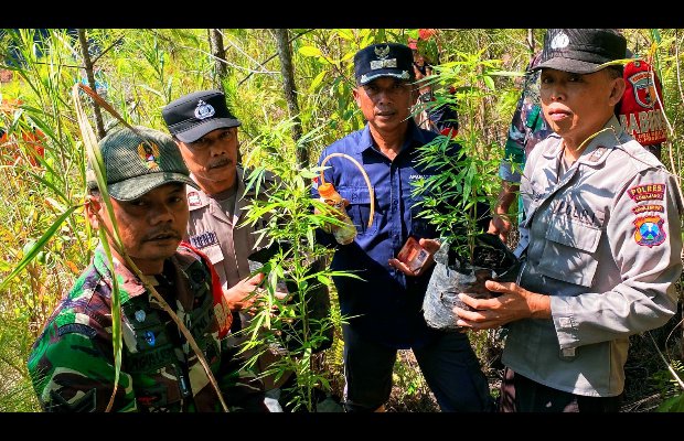 Foto : Tanaman ganja saat ditemukan di lokasi, oleh petugas gabungan.
