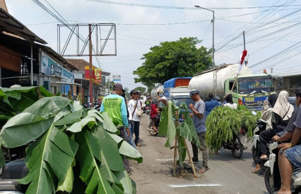 Foto: Warga tanam pohon pisang di jalur Rambipuji-Puger pada Jumat (10/1/2025),