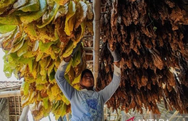 Foto: Petani tembakau melaksanakan kegiatan pengeringan tembakau