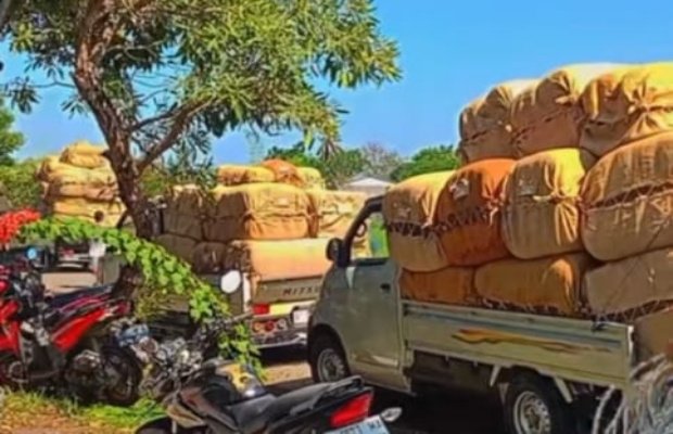 Foto: Proses pengiriman tembakau dari petani ke gudang