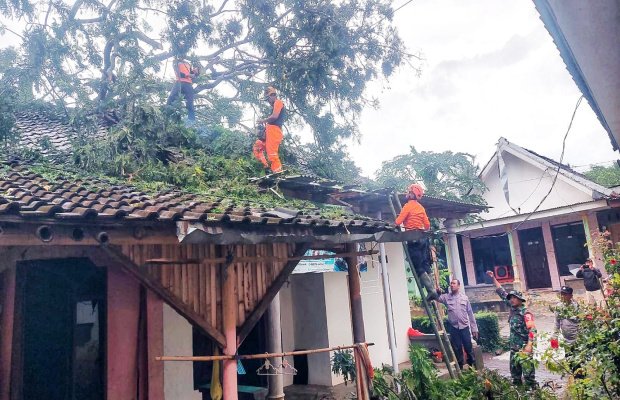 Foto: Petugas gabungan melakukan pembersihan//evakuasi pohon tumbang yang menimpa rumah warga