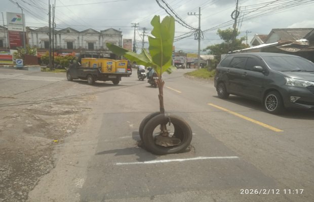 Foto: Kondisi Jalan Provinsi ditanami pohon pisang