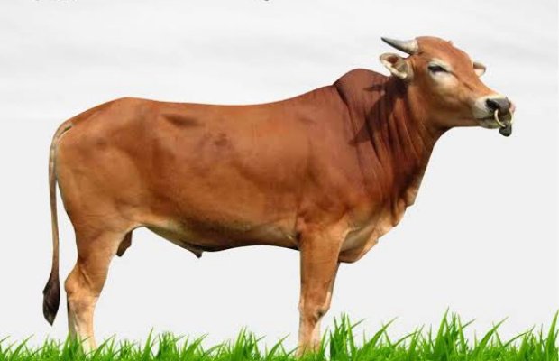 Foto: Ilustrasi Sapi qurban