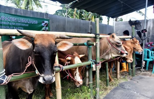 Foto : Sentra peternakan sapi