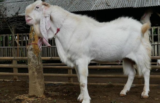 Foto : Kambing asal Senduro Lumajang ‎