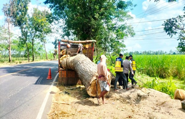 Foto : Pohon pasca di pangkas hingga pangkal, lalu sisa akar dibakar (terdokumentasi)