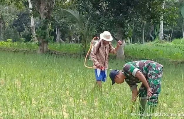 Foto: Babinsa Lebeng Bantu Petani Menyiangi Gulma