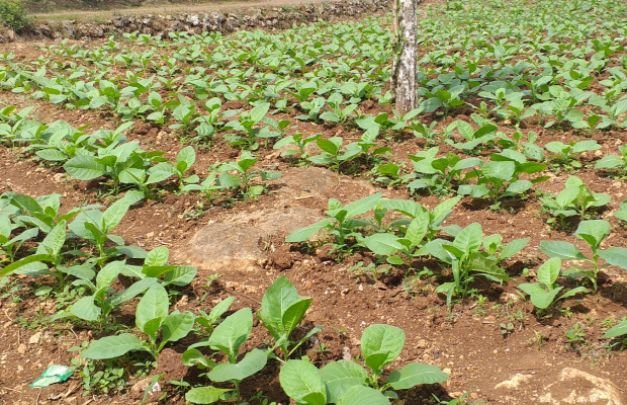 Foto: areal tembakau milik petani sumenep