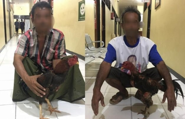 Foto: pelaku judi sabung ayam usai diamankan petugas