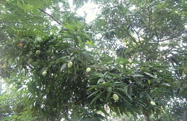 Foto: wisata petik buah