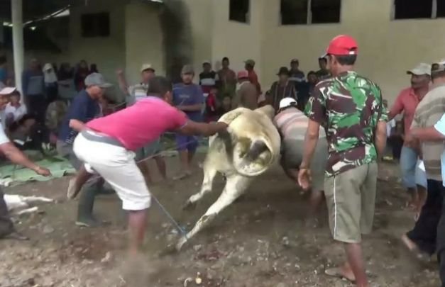Foto: sapi kurban mengamuk di lumajang