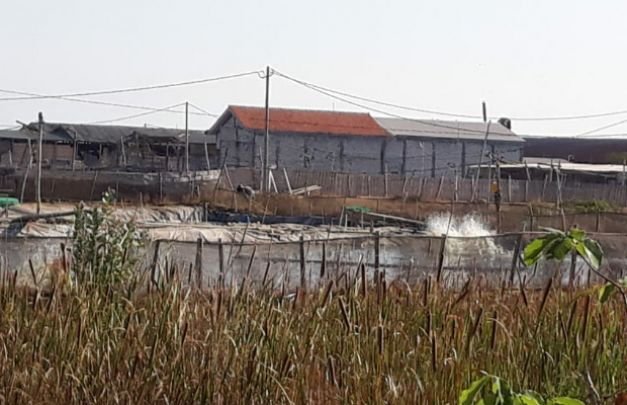 Foto:salahsatu lokasi tambak udang di sampang 