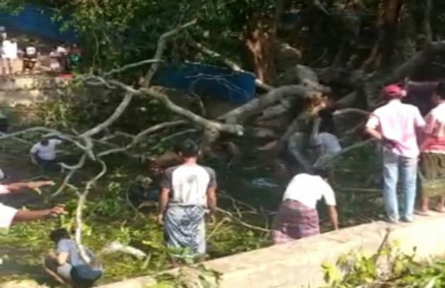 Foto: pohon tumbang di omben sampang