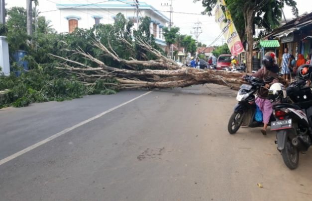 Foto: pohon tumbang di sumenep