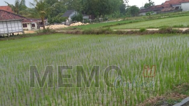 Foto : Lahan pertanian milik warga di Desa Tanggumong Sampang