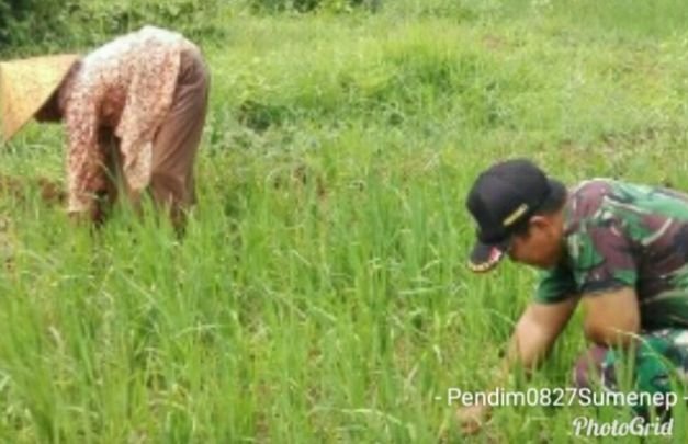 Foto: Babinsa Bantu Petani bersihkan gulma
