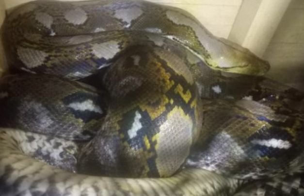 Foto: ular piton raksasa yang ditangkap warga di tegalan di ranu klakah
