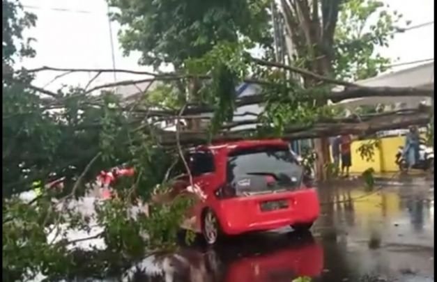 Foto: Mobil Brio Merah yg tertimpa pohon saat hujan deras yang sertai angin kencang