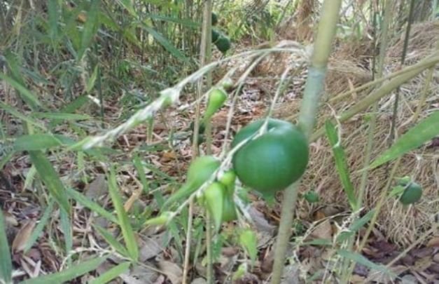 Foto: potongan video bambu aneh yang berbuah lebat