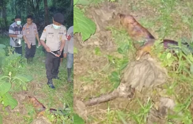 Foto: mayat tanpa identitas yang ditemukan membusuk dalam hutan