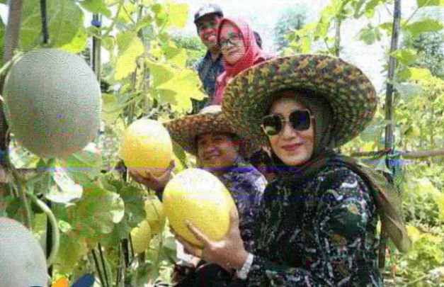 Foto: Hj. Mimin Slamet Junaidi bersama kelompok tani Aurelafarm Desa Sokobanah Daya sedang panen raya melon