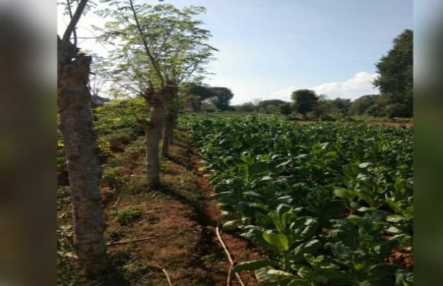Foto: Daun emas, tanaman tembakau di Kecamatan Ganding Sumenep mulai meninggi.