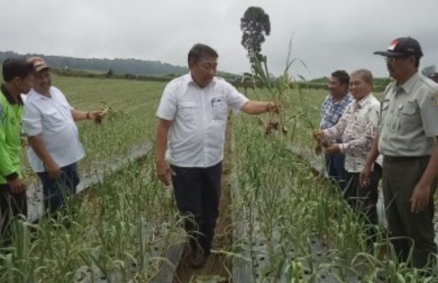Foto: Dinas Pertanian survei lahan bawang