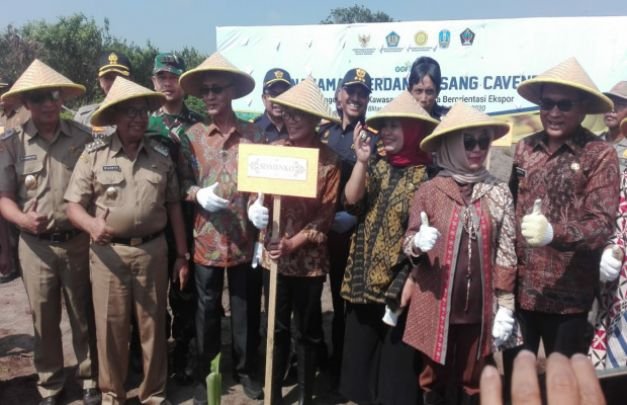 Foto : Bupati Bondowoso saat melakukan penanaman pisang Cavendish bersama Sesmenko di Kab. Blitar