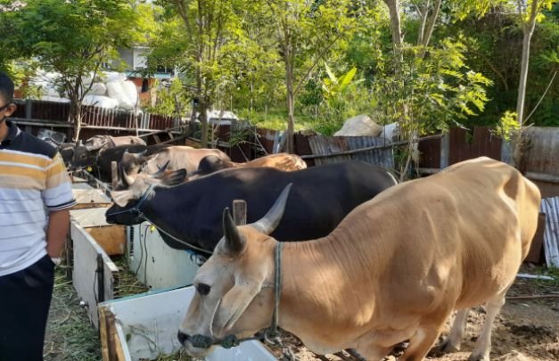 Foto : Salah Satu Peternakan Sapi di Bangkalan