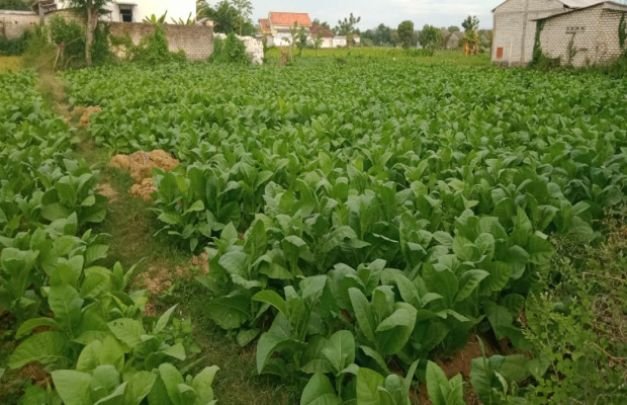 Foto: Tanaman tembakau di Desa Gadu Timur Kecamatan Ganding Sumenep mulai menua