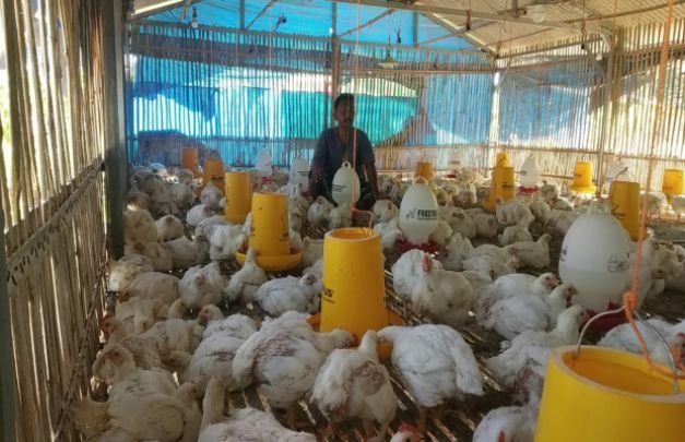 Foto: Ratusan Ekor Ayam Pedaging Milik Salah Satu Peternak Di Pamekasan Tak Terjual