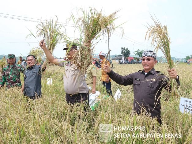 Wakil Bupati Saat Panen Raya Di Cibarusah Bekasi Pada Selasa (27/2/2018)