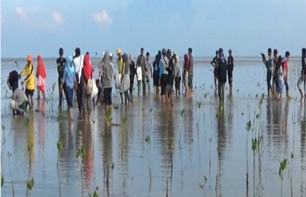 Foto Penanaman Pohon Mangrove