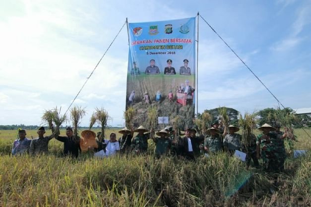 Foto: panen bersama Dinas pertanian Kabupaten Bekasi