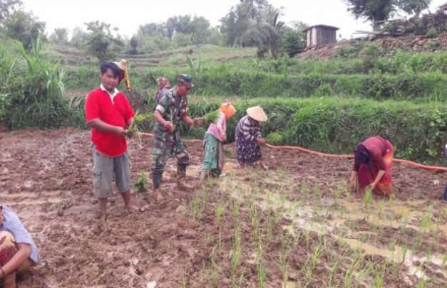 Foto: Serda Sultan Efendi Saat Melakukan Pendampingan Tanam Padi di Lahan Warga Desa Bujur Tengah