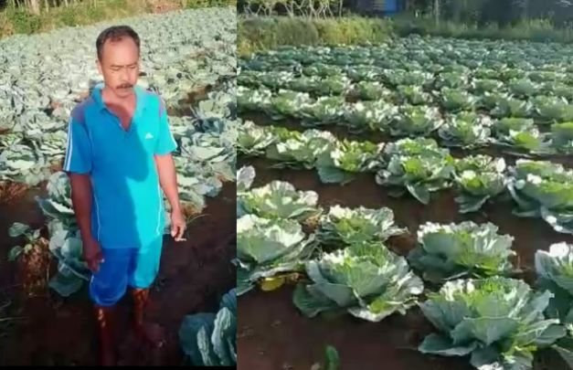 Foto: Kubis Jenis Dinoyo Milik Pak Aman Yang Tumbuh Subur