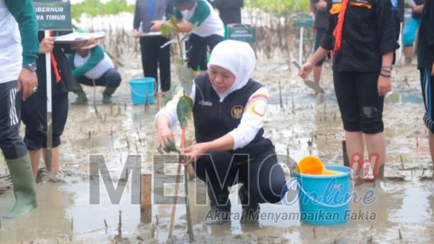 Gubernur Jatim Khofifah Indar Parawansa saat  menanam bibit mangrove di area Poltera Sampang