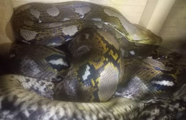 Foto: ular piton raksasa yang ditangkap warga d lumajang