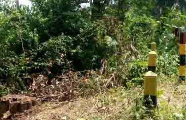 Foto: lokasi pohon sono keling yang raib digondol maling