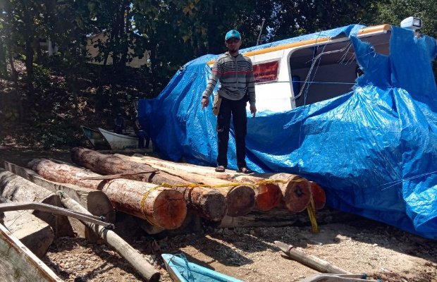 Foto: Enam Gelondong kayu ilegal jenis kenari yang berhasil digagalkan petugas