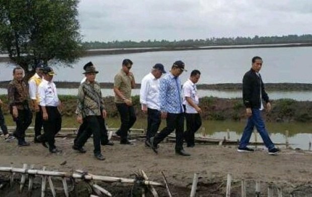 Foto: Presiden Jokowi jalan kaki ke lokasi panen raya udang di tambak Pantai Bakti, Kecamatan Muara Gembong
