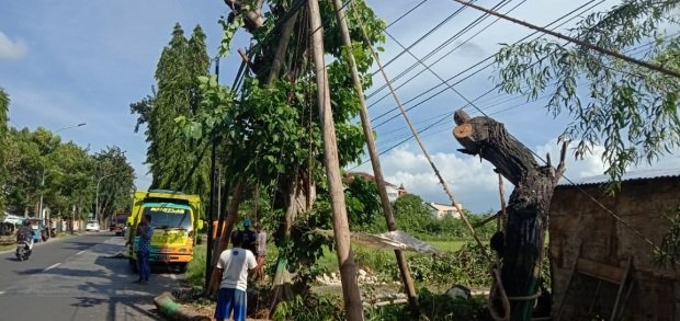 Foto: Salah satu pohon besar berumur ratusan tahun sedang didongkel orang tak dikenal