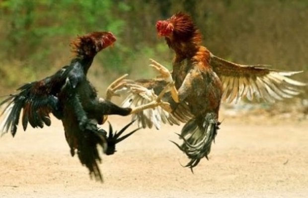 foto: ilustrasi sabung ayam